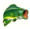 bass image